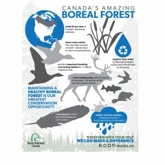 National Forest Week Infographic