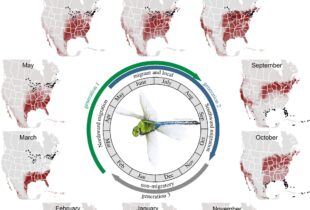 Dragonflies and monarchs: multi-generation migrations