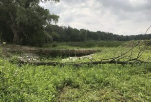 Healthy habitat returned