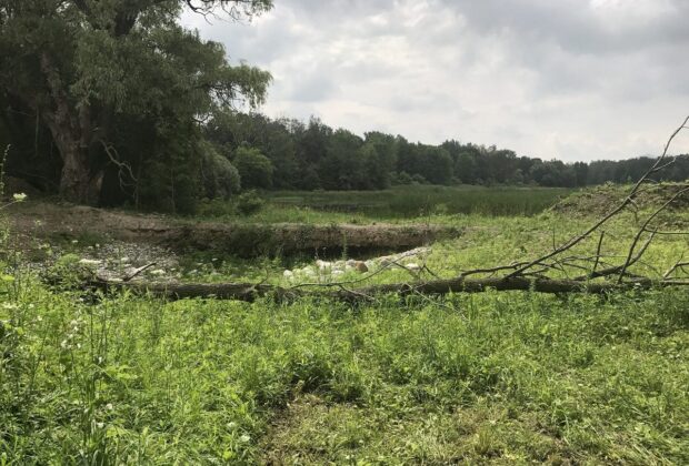 Healthy habitat returned