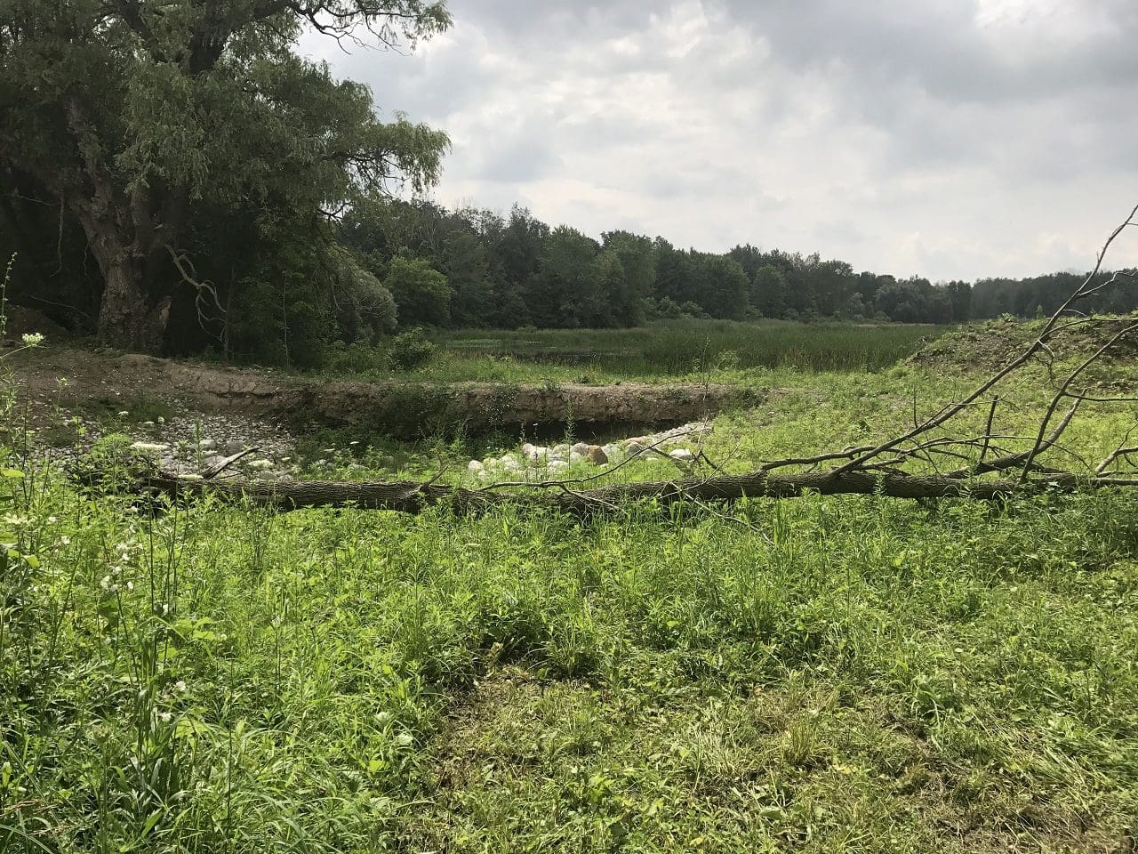 Healthy habitat returned