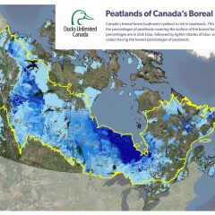 Peatlands fight climate change