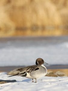 northern pintail