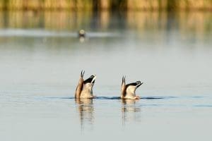 Bottoms up dabbling mallard