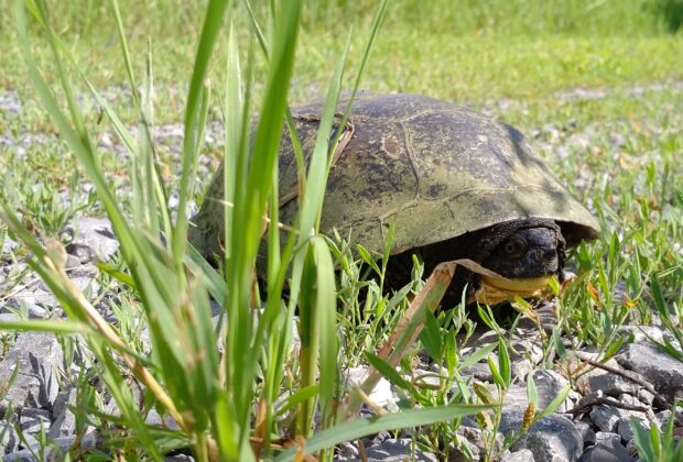 Shell shock: Ontario’s turtle emergency