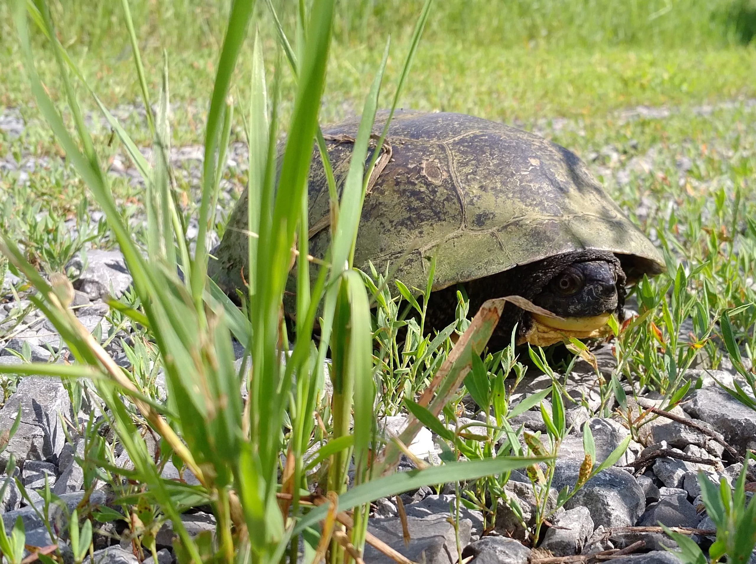 Shell shock: Ontario’s turtle emergency