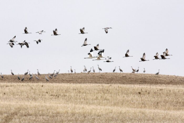 Whooping crane flock flying over a prairie wetland.