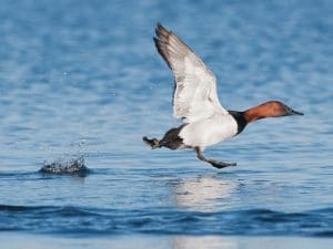 canvasback taking flight