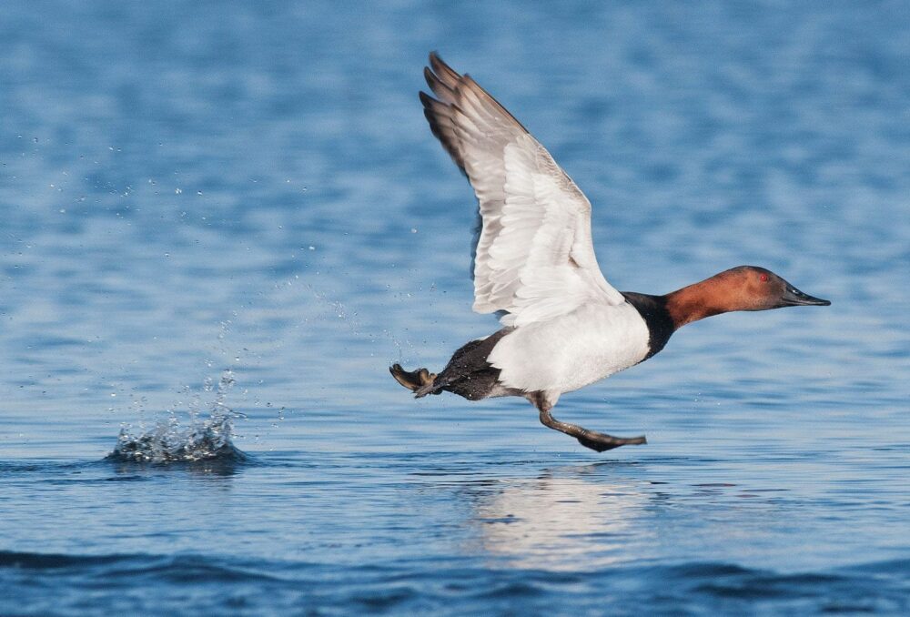 Divers, like canvasbacks, require a running start to gain enough speed to take off.