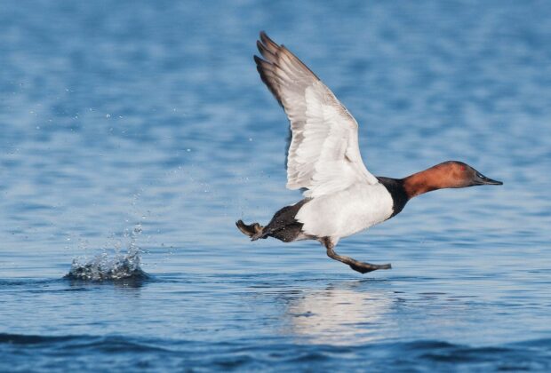 On the trail of canvasback ducks in Manitoba