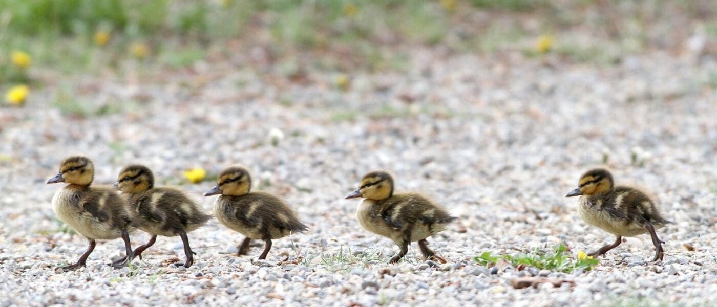 Wetlands provide habitat for waterfowl and hundreds of other wild species.