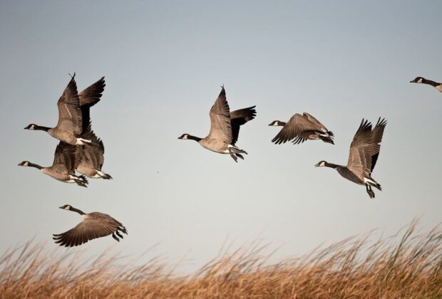 Learn about waterfowling in each of the flyways