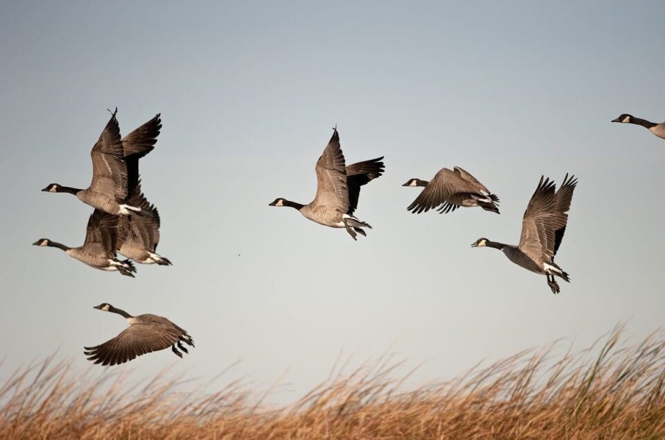 Flock of Canada geese in flight