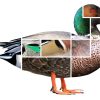 Ducks from a distance: helpful hints for identification in the wild