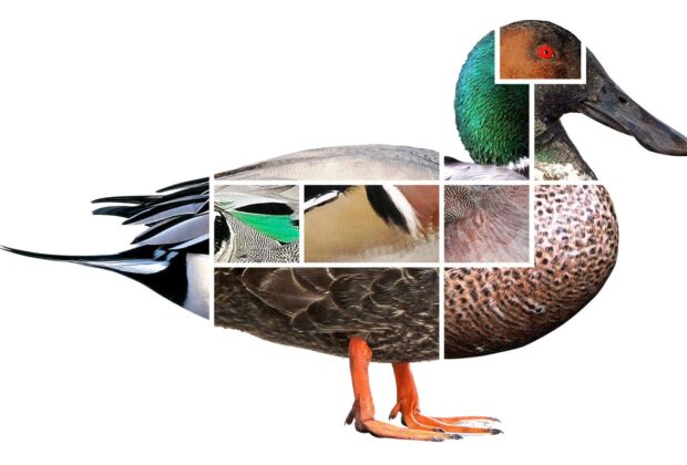 Ducks from a distance: helpful hints for identification in the wild