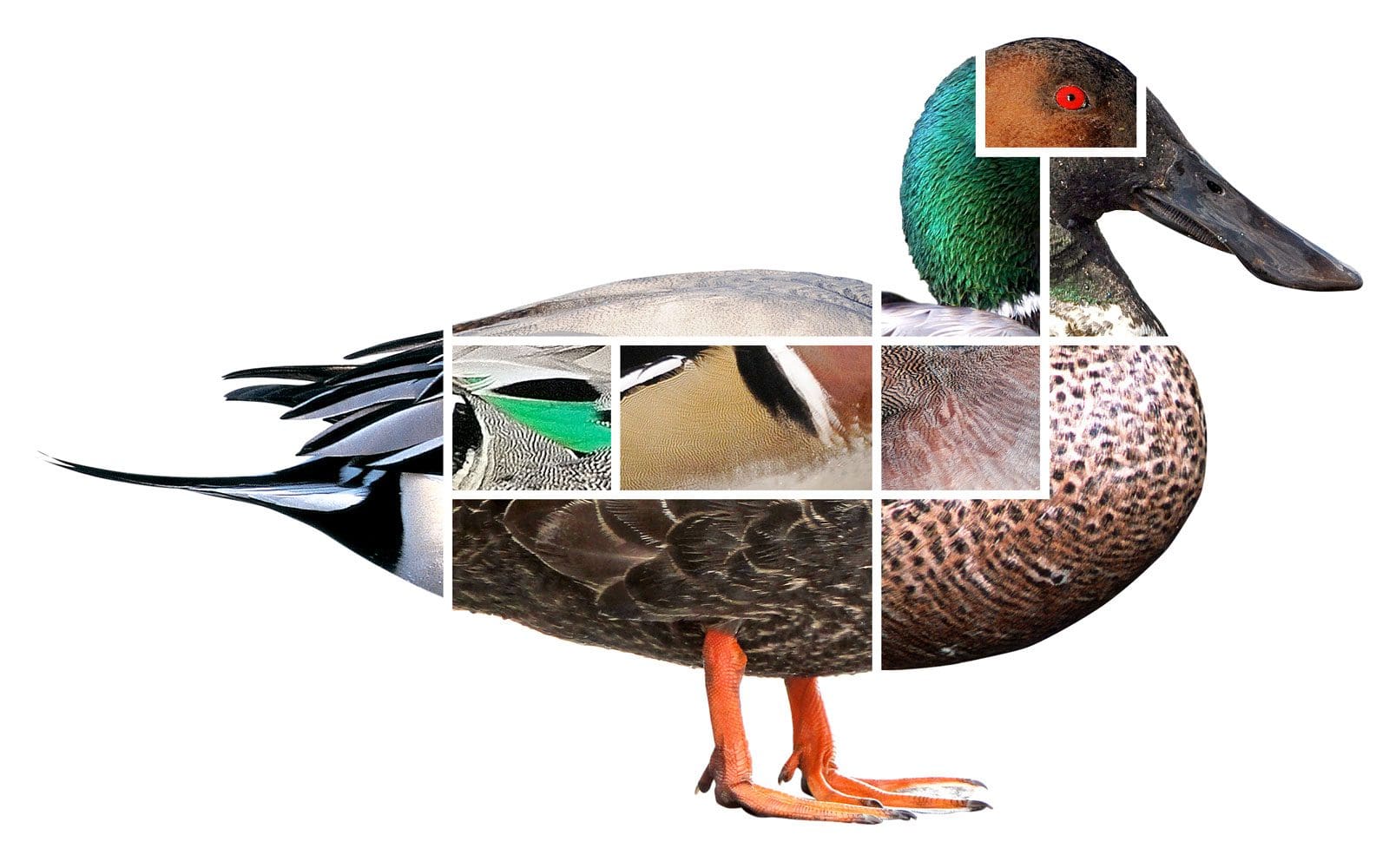 Ducks from a distance: helpful hints for identification in the wild
