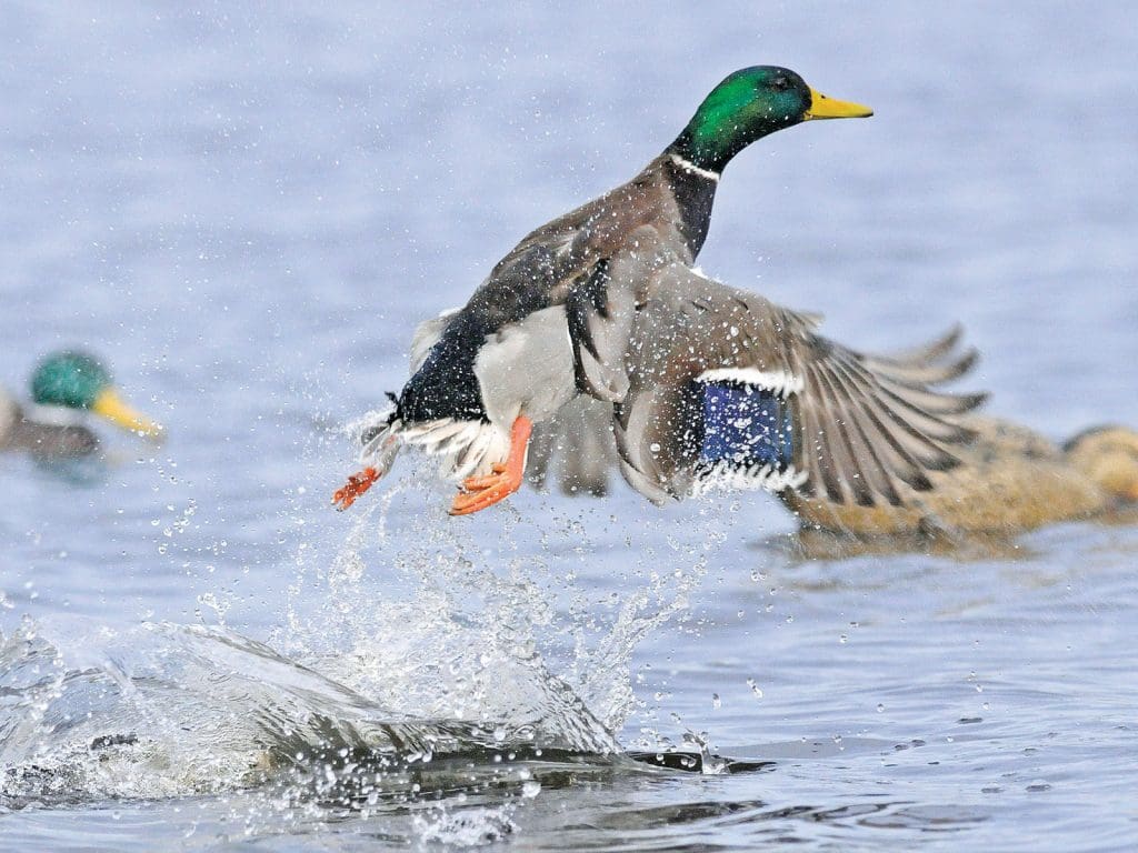 mallard identification