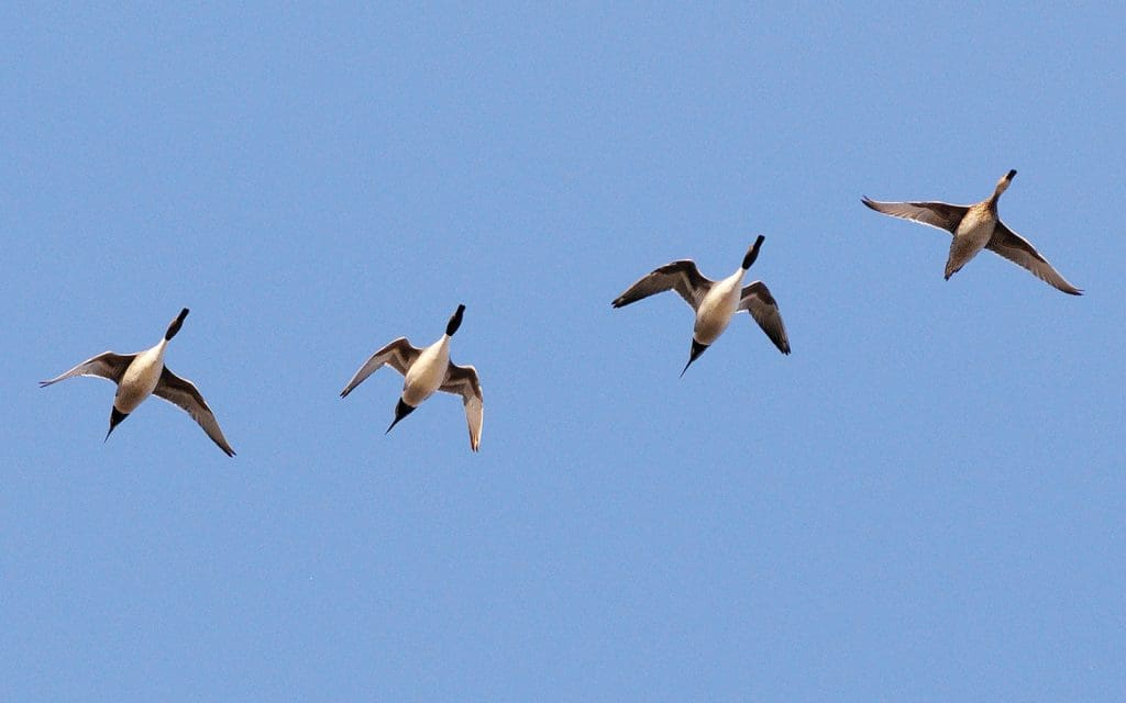 pintail identification