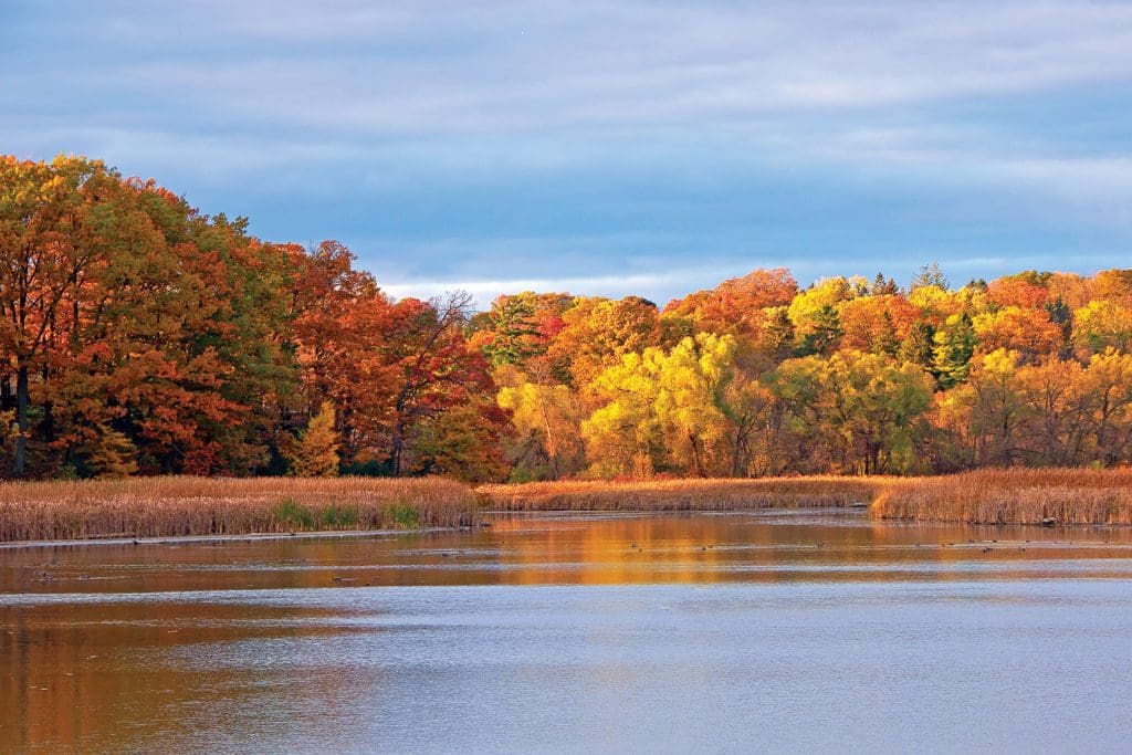 conservation of quebec wetlands