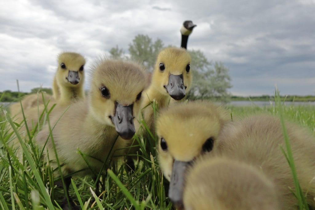 Canada geese