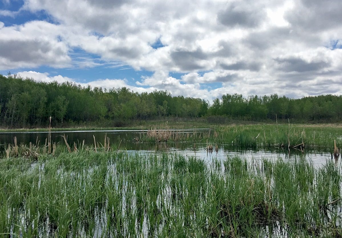 wetland