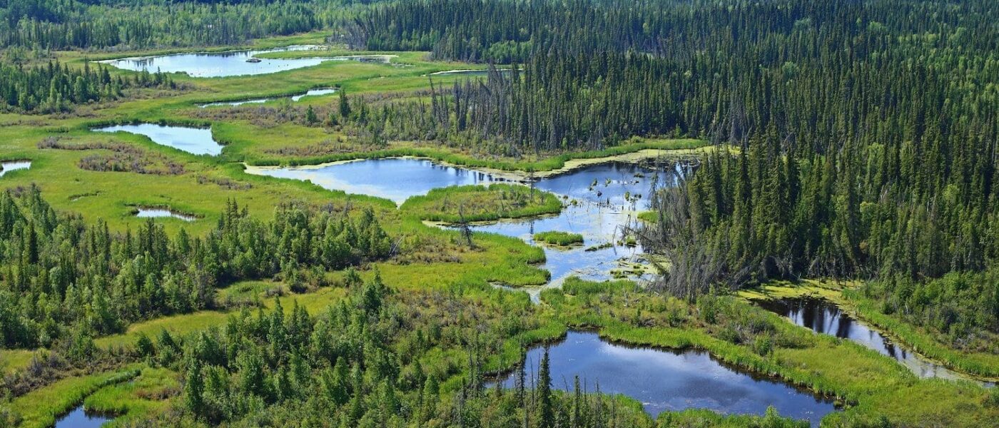 Boreal wetlands