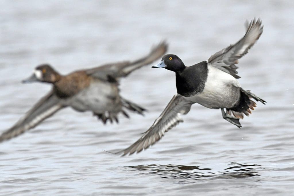 scaup