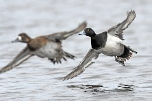 lesser scaup flying