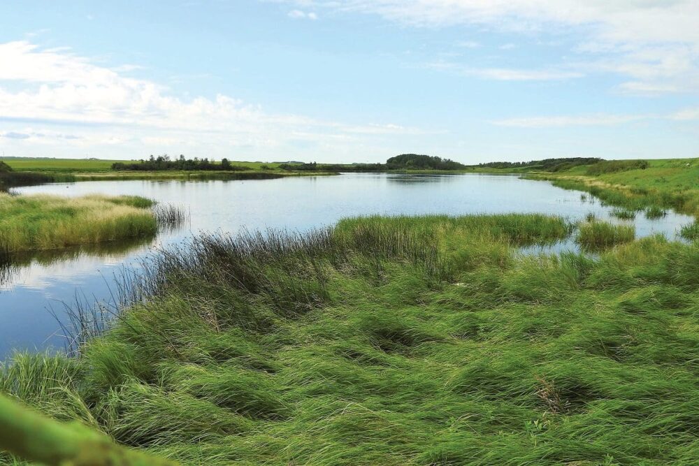 Ducks Unlimited Canada urges federal government to invest in natural areas in Budget 2018