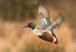 northern shoveler