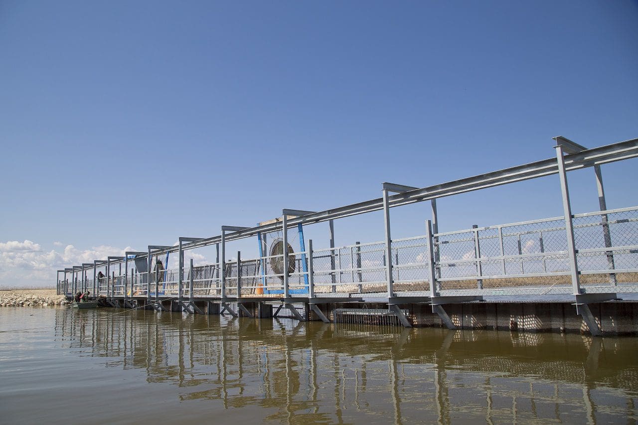 structure built to block the migration of common carp
