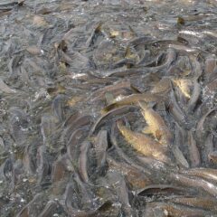Cleaning up after common carp
