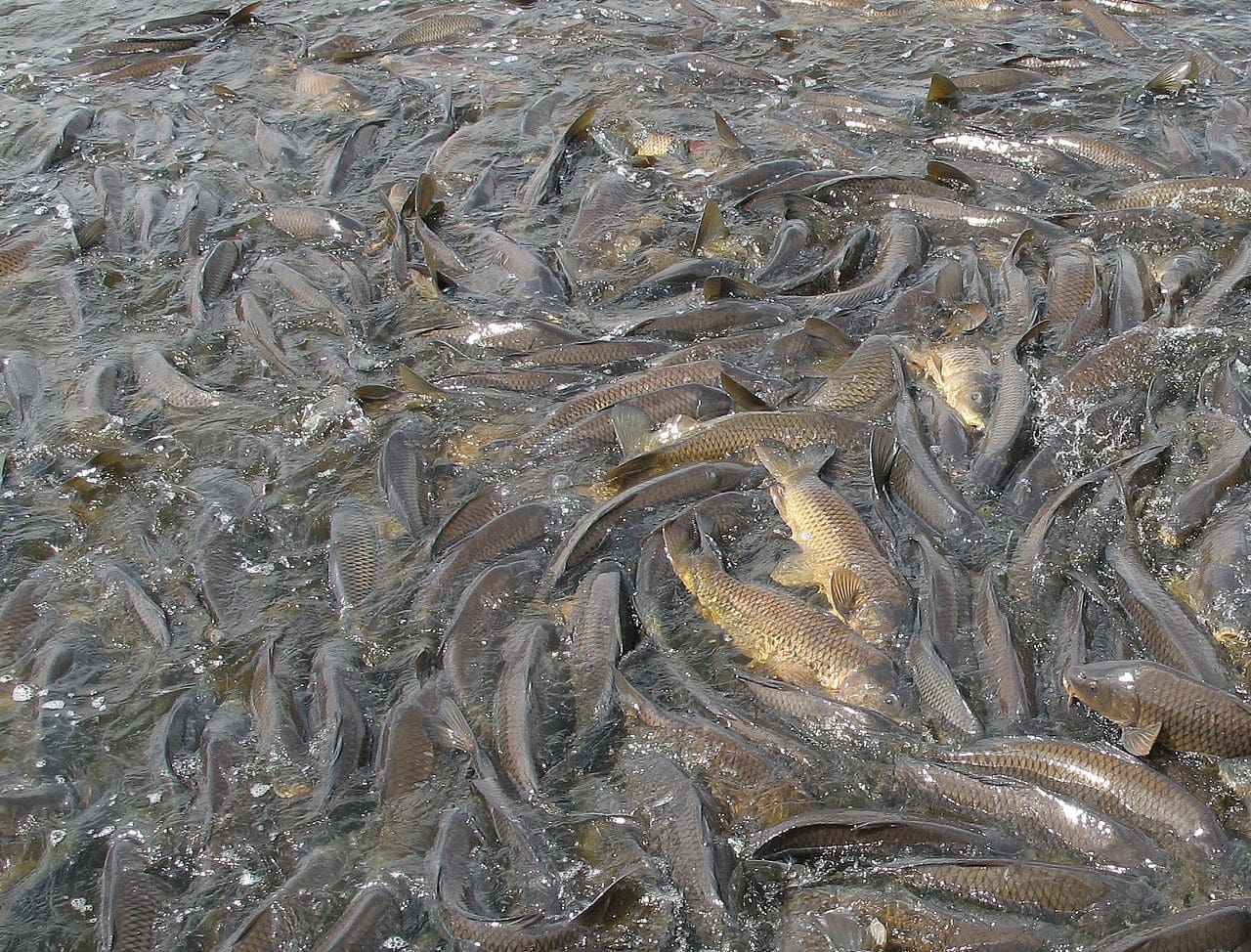 Cleaning up after common carp