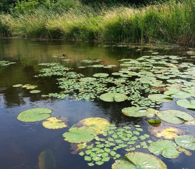 water chestnut