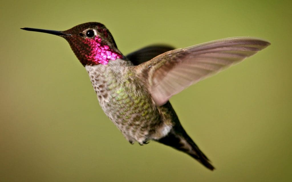 Anna's hummingbird