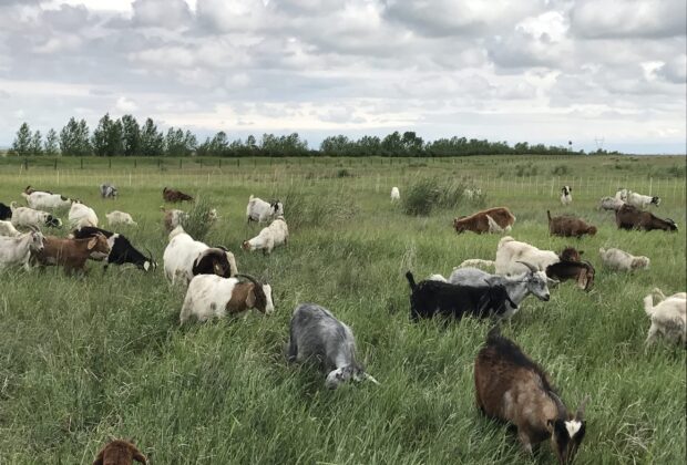 Ducks call on goats and cows to fight invasive plants in Prairie Canada