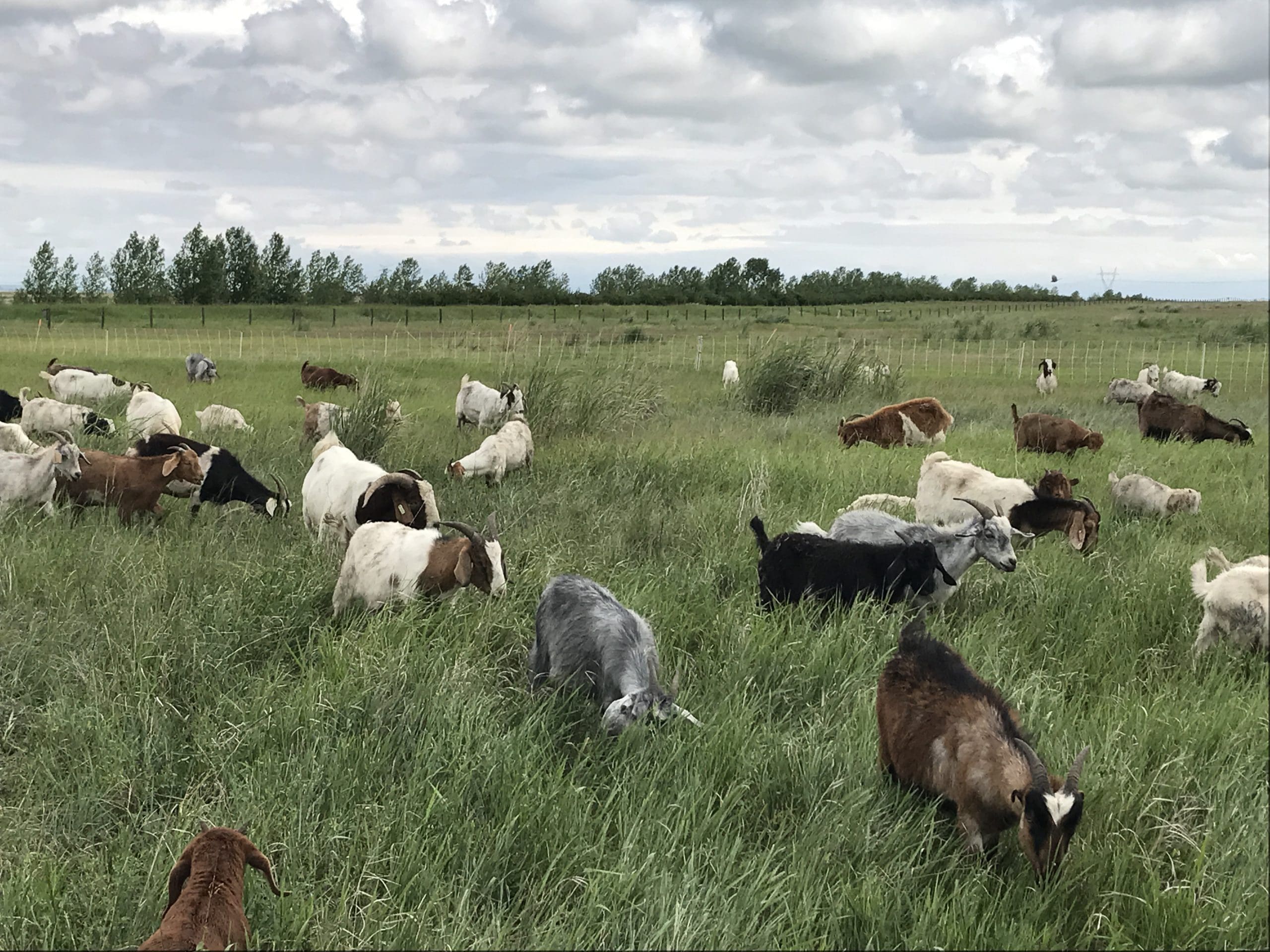 Ducks call on goats and cows to fight invasive plants in Prairie Canada