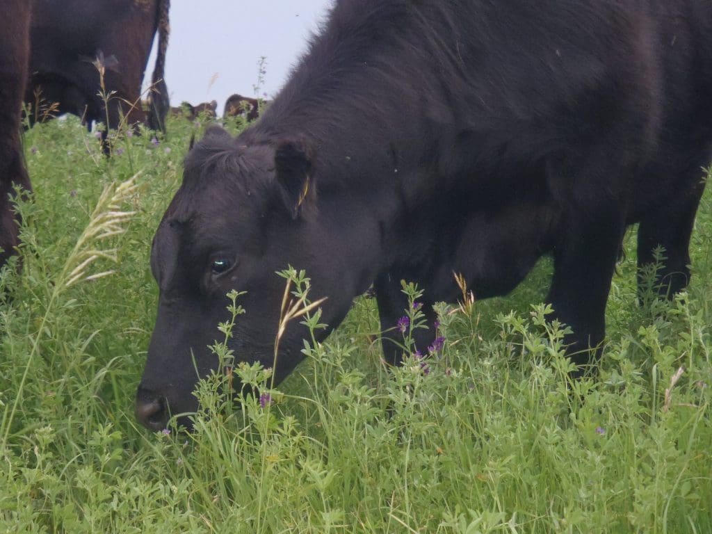 Cow grazing