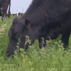 Ducks call on goats and cows to fight invasive plants in Prairie Canada