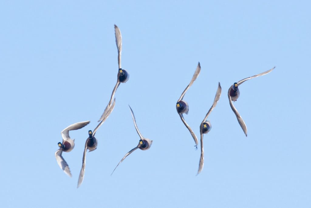 mallards in flight