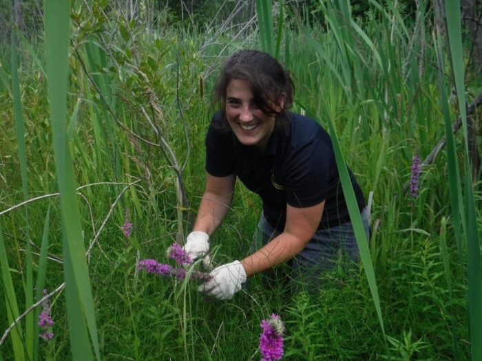 Staff and volunteers removed invasive purple loosestrife from Corner Brook Marsh.