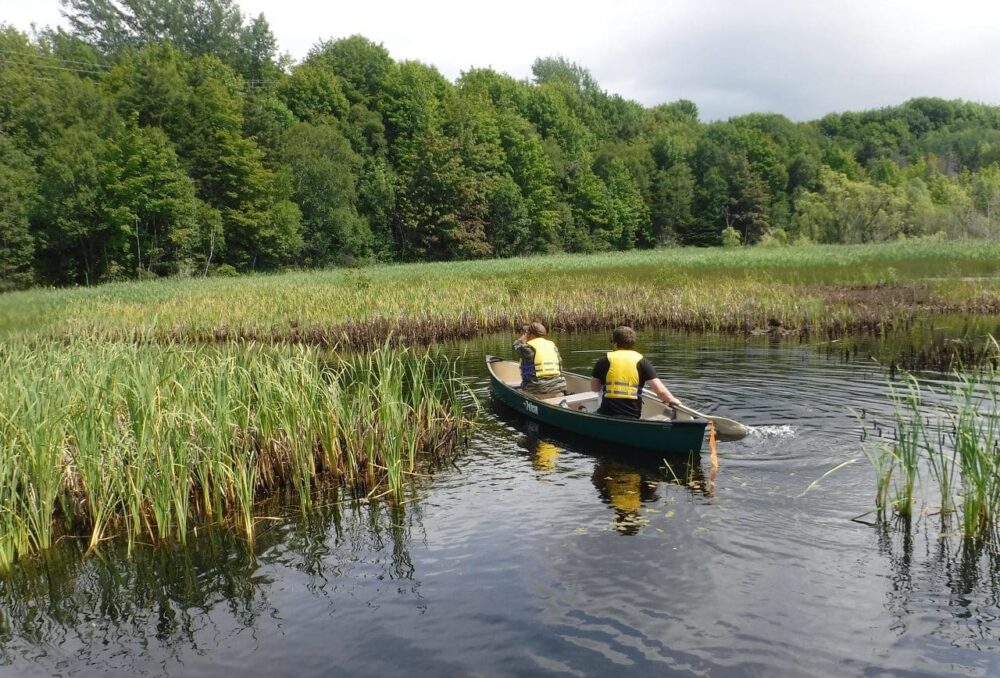 DUC staff and volunteers search the marsh for purple loosestrife plants.