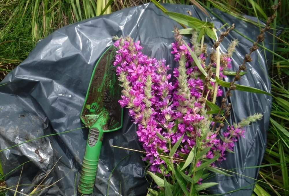 Purple loosestrife dug out of Corner Brook Marsh in Newfoundland.