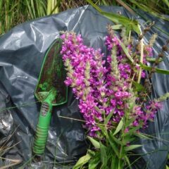 Reclaiming wetlands from purple loosestrife
