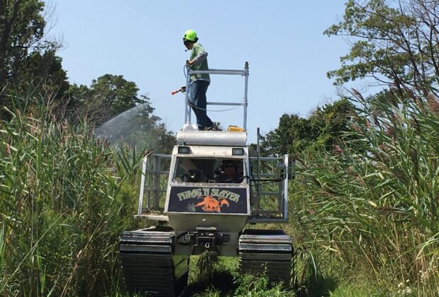 Fighting back against invasive Phragmites