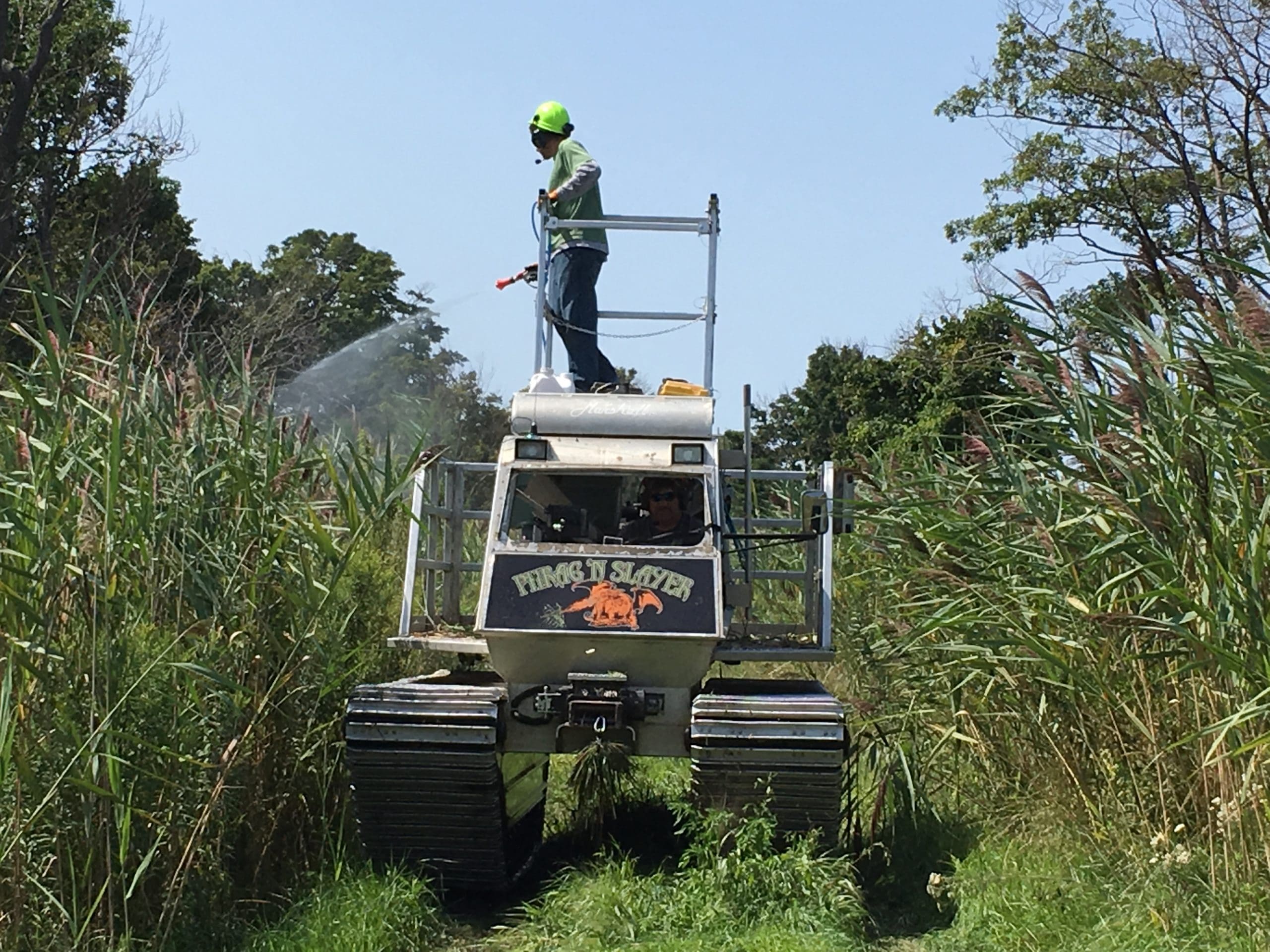 Fighting back against invasive Phragmites