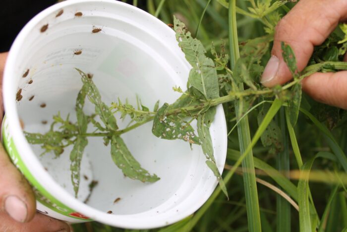 Members of the Brokenhead Ojibway Nation learned collected beetles from purple loosestrife plants for distribution in other affected areas.