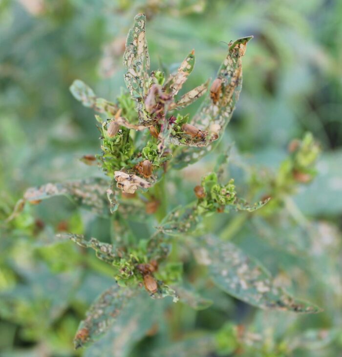 Beetles on purple loosestrife plants on Brokenhead Ojibway Nation.