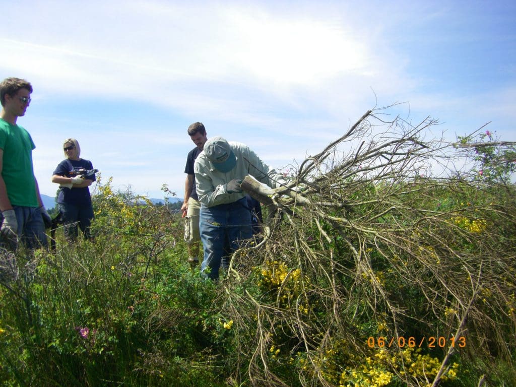 scotch broom plants