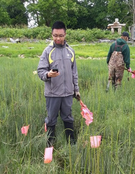 spartina mapping